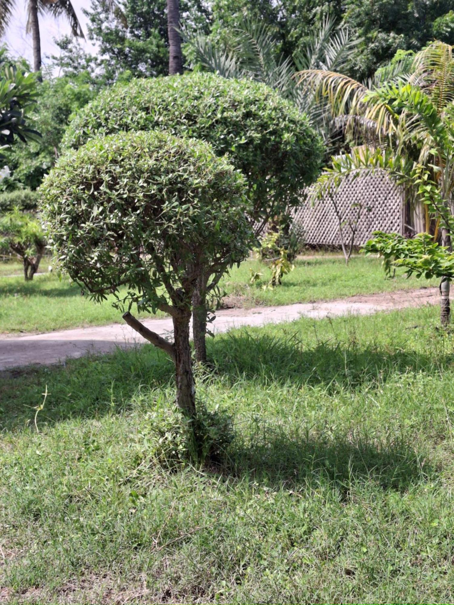 Cnunk Bungalow Gili Meno Exterior photo